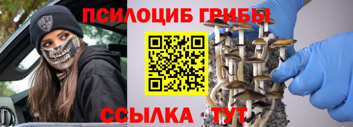 Псилоцибиновые грибы Psilocybe Зима